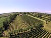 La Baratta Cabernet Franc, Veneto IGT, rot, Biowein, ab € 6,95