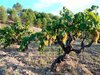 Can Descregut, Fumissola, Cava Corpinnat Brut Nature, Bio, 2019, ab 23,50 €