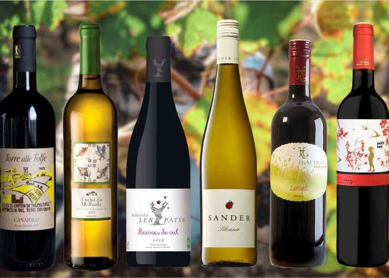 Weinlese, 6 Länder, 6 Weine
