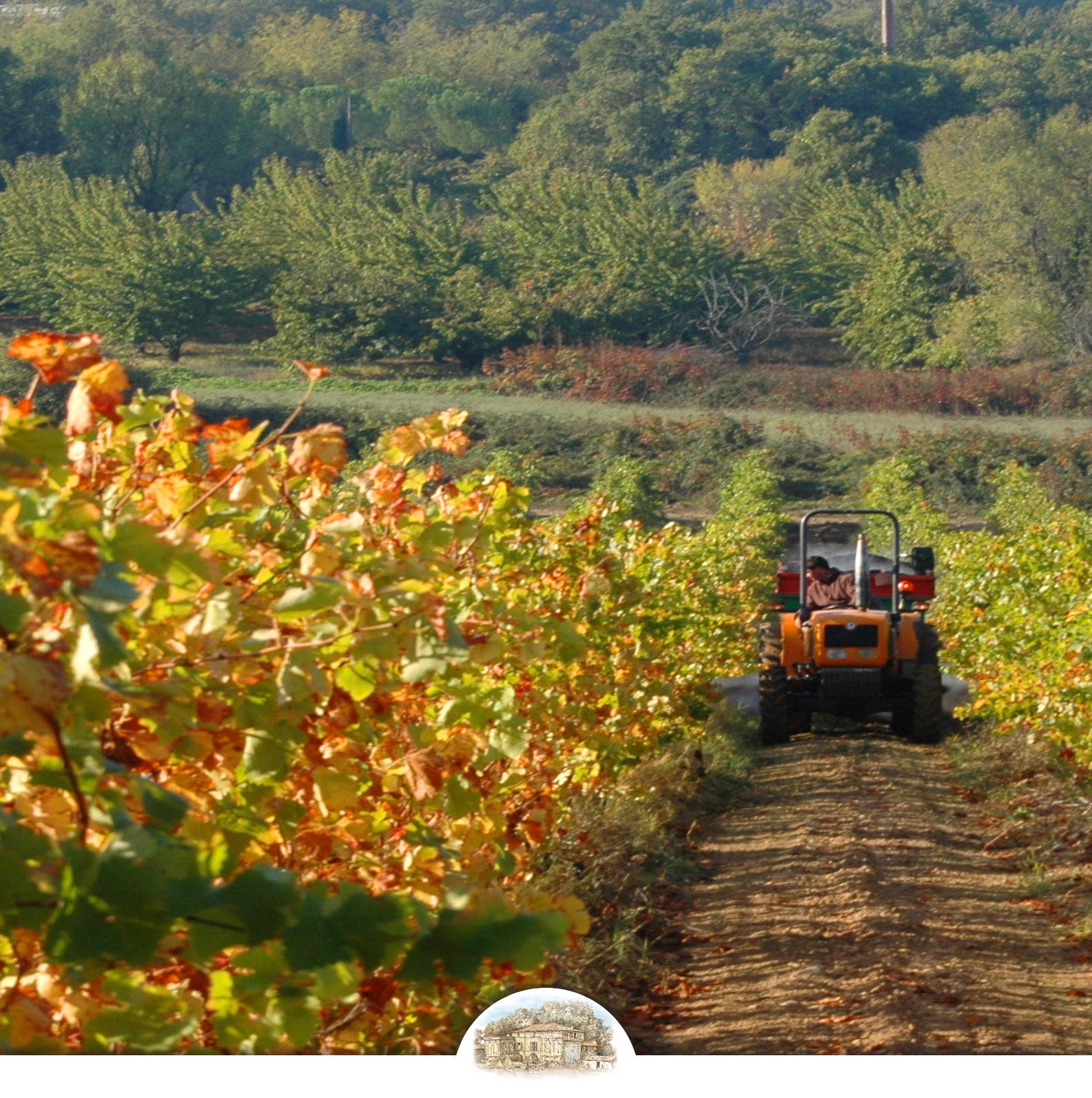 Château La Canorgue Bio-Weinberg Luberon Provence - Handverlesene Trauben für Premium Weihnachtsweine - Familienweingut Geschenkidee - Jetzt 20% Flash Sale Rabatt