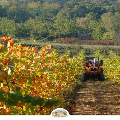 Château La Canorgue Bio-Weinberg Luberon Provence - Handverlesene Trauben für Premium Weihnachtsweine - Familienweingut Geschenkidee - Jetzt 20% Flash Sale Rabatt